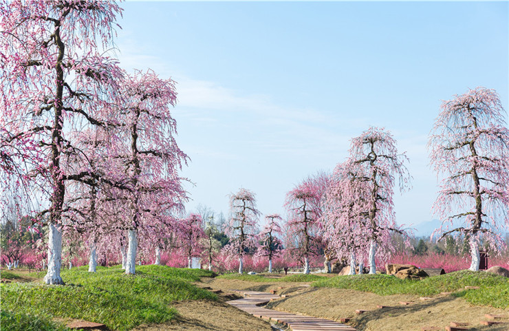 问花村.jpg